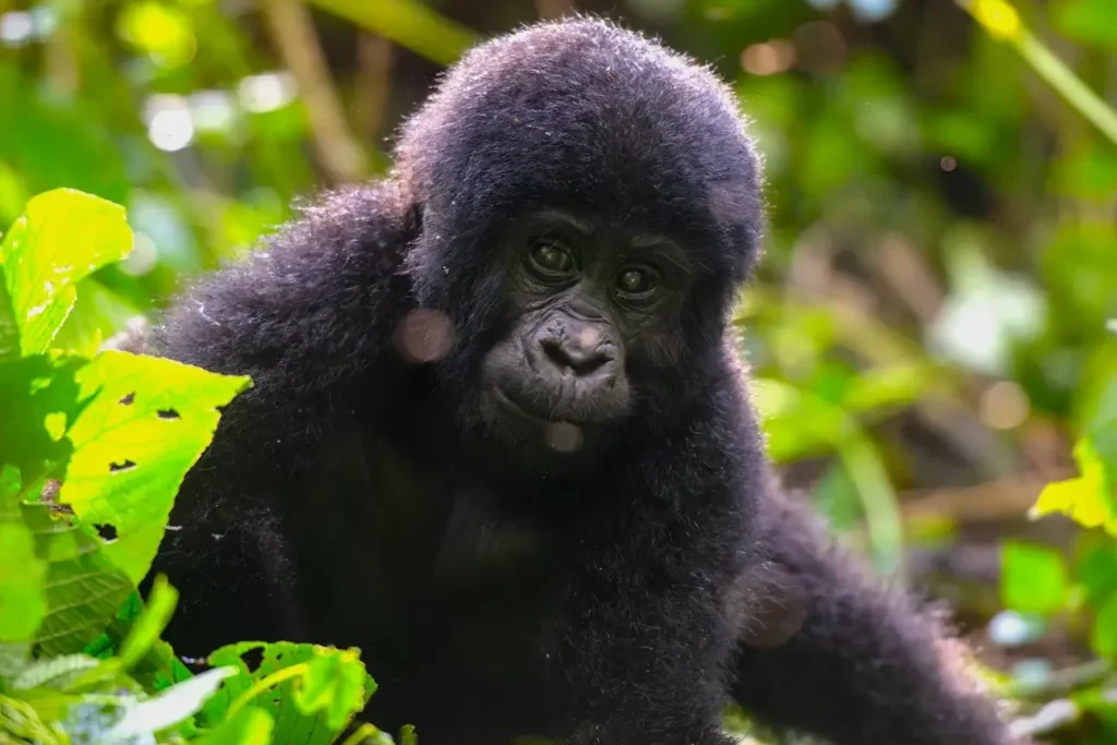 curious baby gorilla in uganda's Bwindi Impenetrable National Park